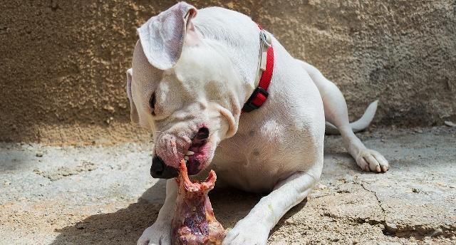 博美犬的饮食需要注意哪些问题？（探讨博美犬是否适合吃骨头）