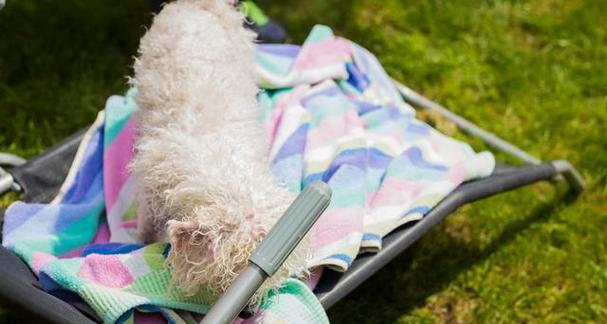 以比熊犬吃骨头的讲究（了解比熊犬骨头饮食的禁忌与规律）