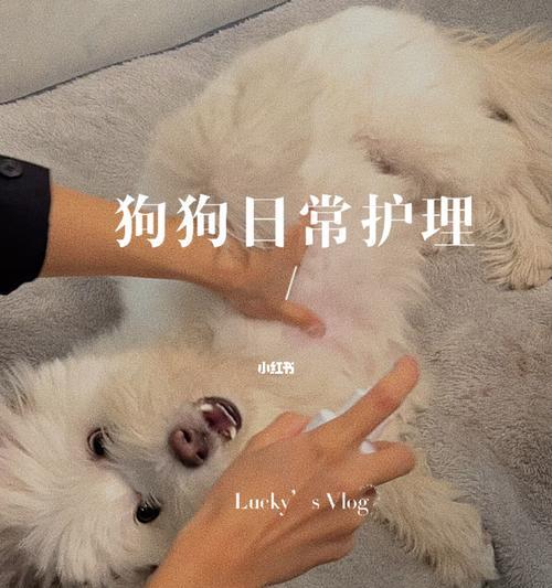 《关爱长毛犬，让它们健康快乐》