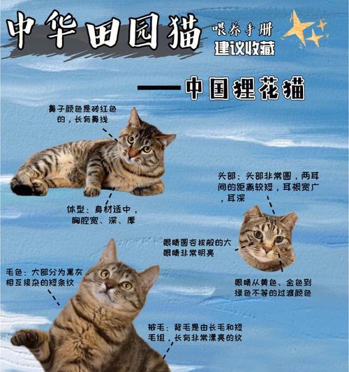 山东狮子猫的饲养方法（了解这些，让你的狮子猫健康幸福）