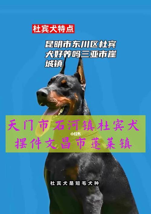 养杜宾犬的全面指南（如何让您的杜宾犬健康、快乐地成长）