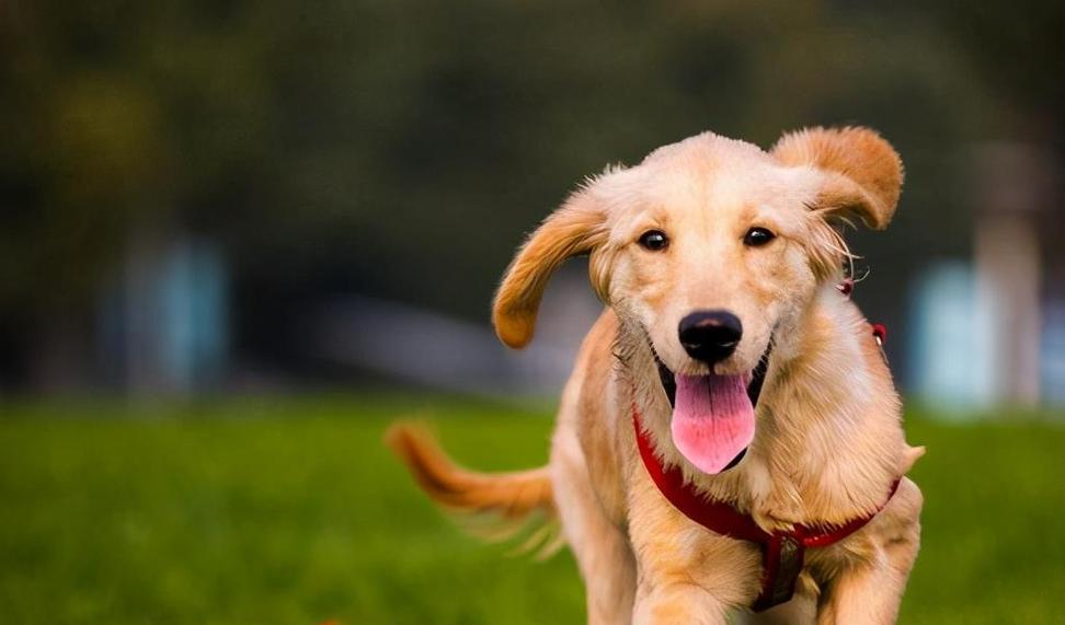 金毛犬厌食的原因及解决方法（以宠物为主，帮助你解决金毛犬厌食问题）