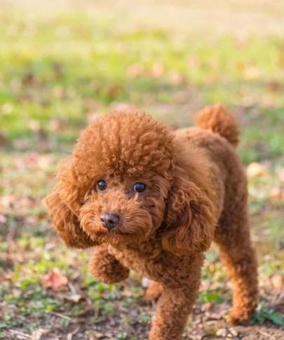 2月泰迪犬（探寻2月泰迪犬的特征和个性）