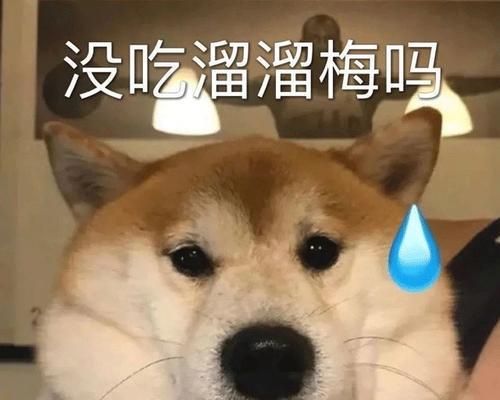 秋田犬肛门腺问题解决方案（宠物秋田犬肛门腺问题如何处理）