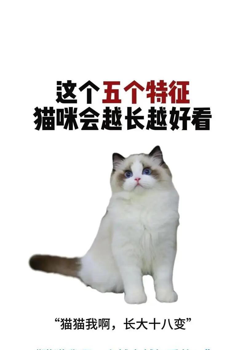 布偶猫的饲养秘籍（如何照顾布偶猫）