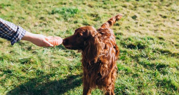 爱尔兰塞特犬的饲养方法（让您的爱尔兰塞特犬健康快乐成长）