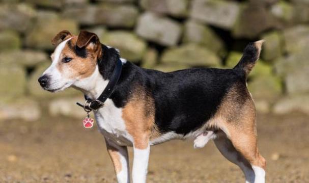 兰伯格犬的饲养全指南（了解这些，让你成为兰伯格犬专家）