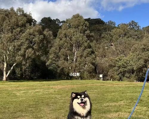 以芬兰猎犬为宠物的饲养指南（如何在家中饲养一只健康快乐的芬兰猎犬）