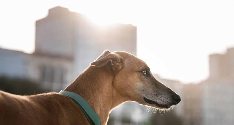 法老王猎犬的饲养方法（以宠物为主，从幼犬到成犬全方位关爱）