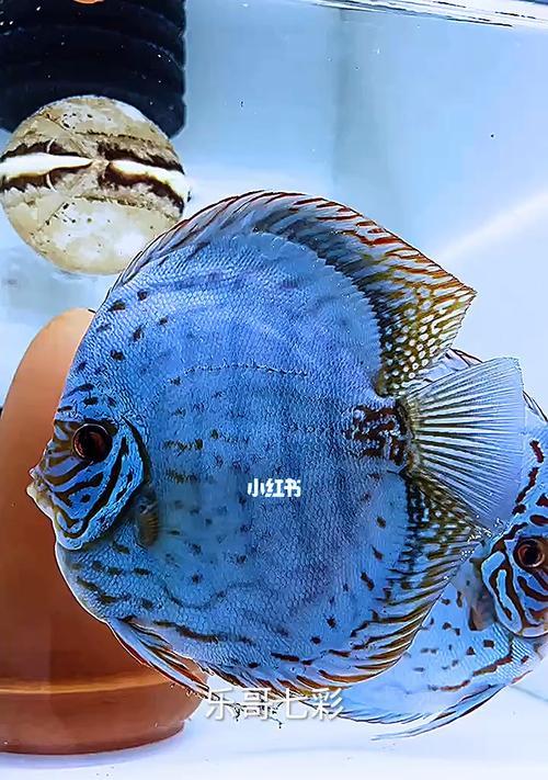 七彩神仙鱼的饲养方法（打造水族箱的必备指南，快速养出美丽的神仙鱼）