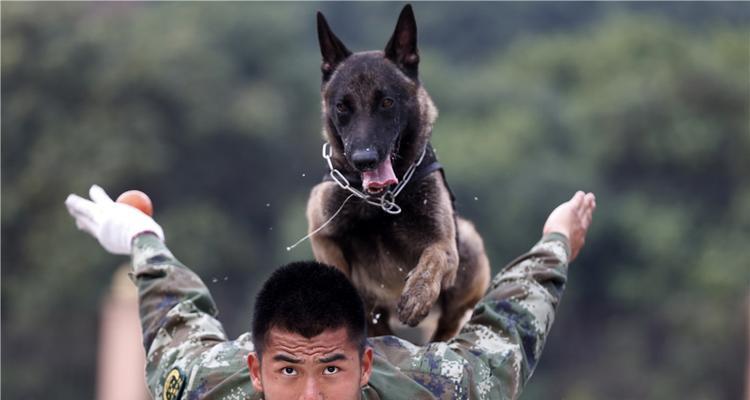 10大军犬帅爆战场（探索以军犬的品种和作战能力，揭秘战场上的可靠伙伴）