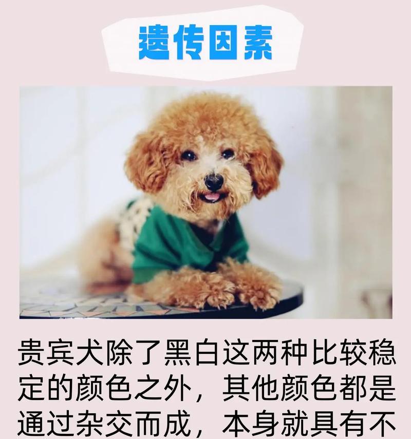 饲养巨型贵宾犬的好处及注意事项（享受巨型贵宾犬带来的乐趣与责任）