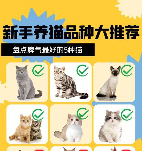 猫咪价格大盘点（揭秘猫咪市场的价格波动，了解背后的因素和关键因素）