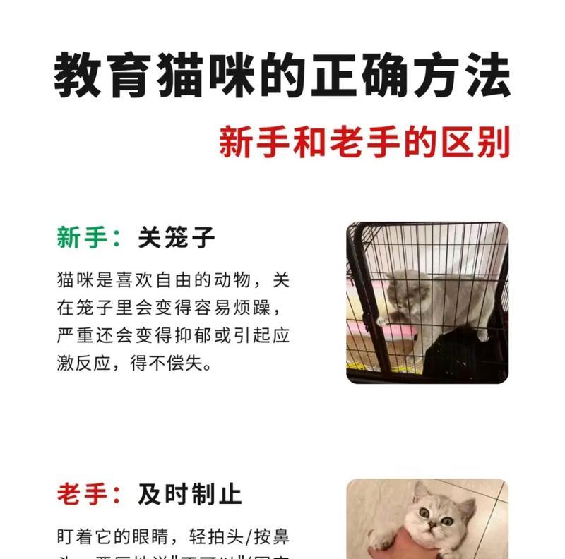 错误饲养猫咪的方式（了解常见错误，给猫咪提供更好的生活）