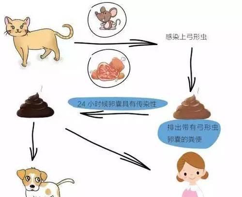 猫咪的弓形虫感染风险及预防方法（猫咪床单上的弓形虫是否会传染给人？）