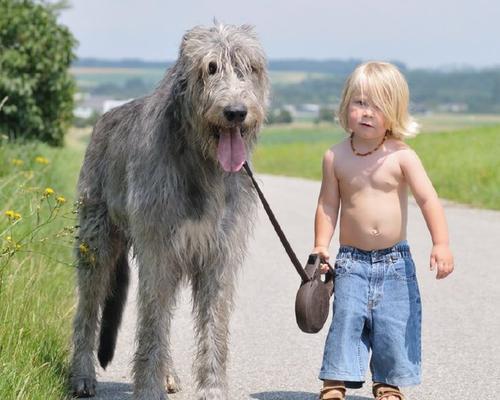 大白熊犬养护指南（营养均衡的饮食需求与合理喂食次数）