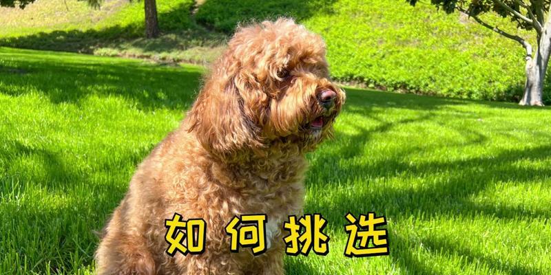 泰迪犬价格揭秘（一只纯种泰迪犬的价格究竟是合理还是过高？）