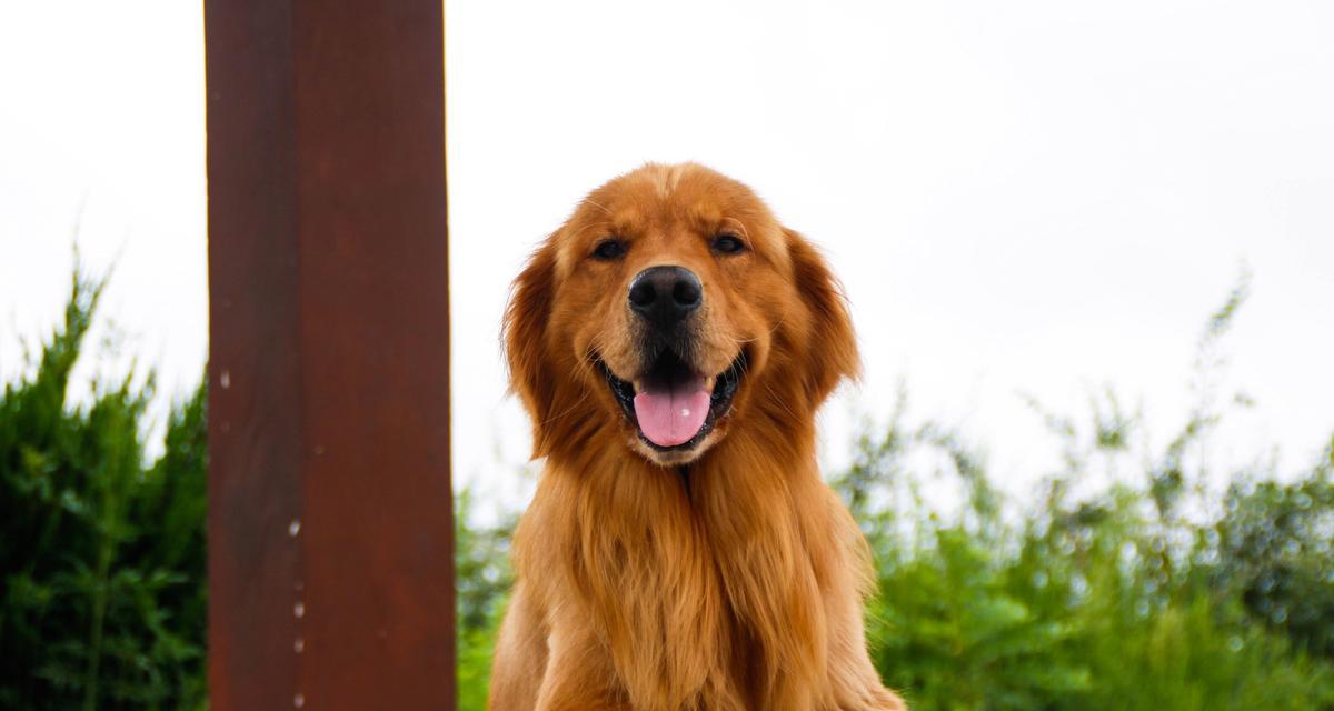 养一只金毛犬的费用大揭秘！（金毛花费高吗？一起来看看吧！）