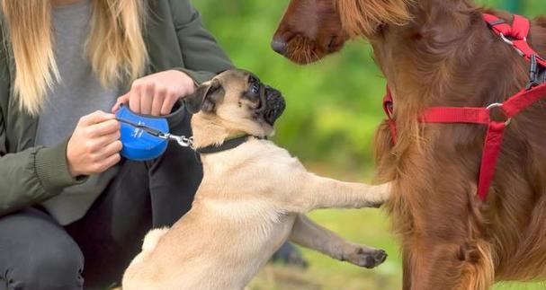 狗狗等级及混种犬的特点（了解狗狗等级及混种犬的背后秘密，走近人类最好的伙伴）