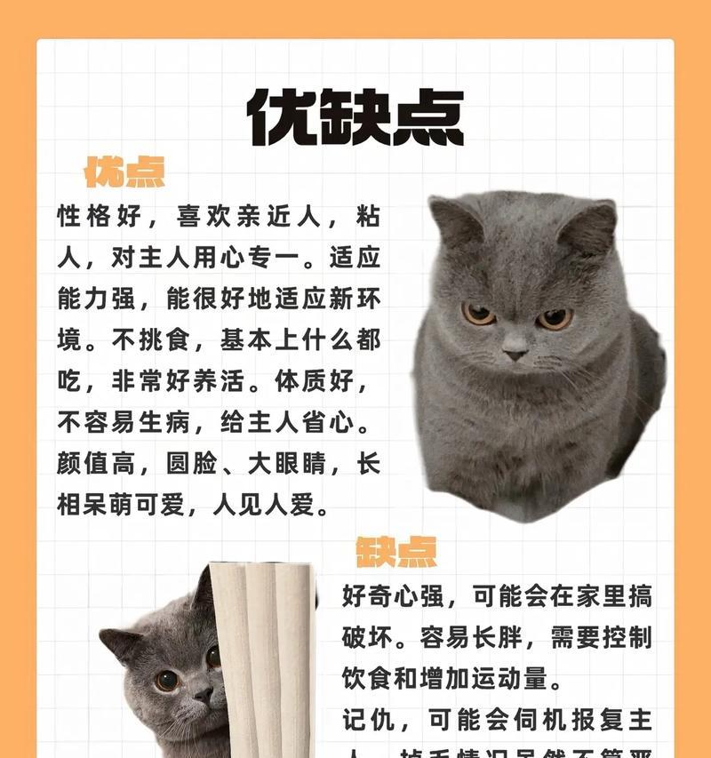 英短蓝猫的价格及如何选择一只好的品种（了解市场价位与选购技巧）