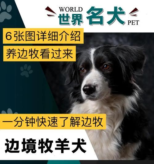 边境牧羊犬价格大盘点，为什么如此昂贵？（探究世界犬种智商排行第一名的价格背后的原因）