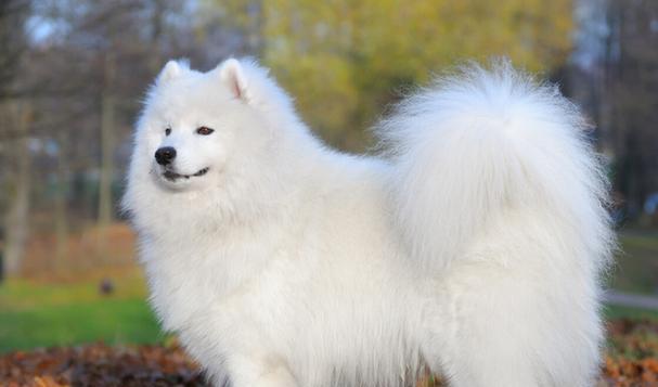 萨摩耶犬价格及影响因素解析（了解萨摩耶犬的价格背后的各种因素）