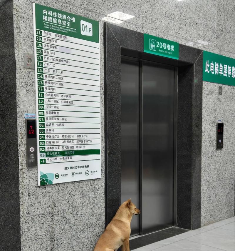 中华田园犬（探究中华田园犬在国内与国外待遇的差异，揭示其高贵之因）