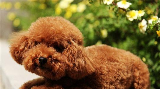 宠物狗泰迪犬的适宜喂食次数（根据年龄段确定合理饮食频率）