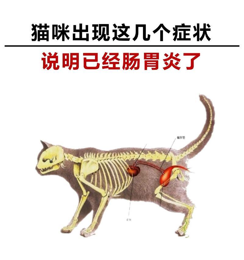 猫咪肠胃炎的治疗方法与风险（肠胃炎病情加重会威胁猫咪生命，注意及时治疗）