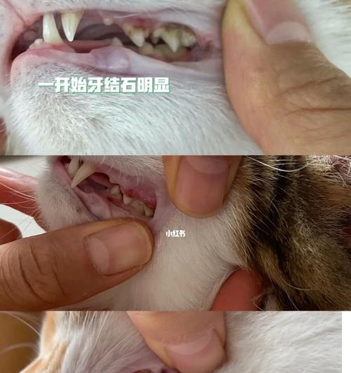 如何处理猫咪牙结石问题？（全身下的猫咪洗牙解决方案）