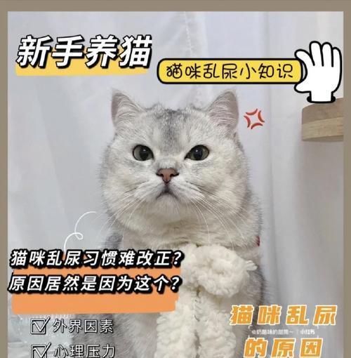 猫咪的粑粑问题解析（了解猫咪每天拉粑粑的正常频率与注意事项）