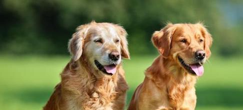 金毛犬的魅力（探寻金毛犬的优点与吸引力）