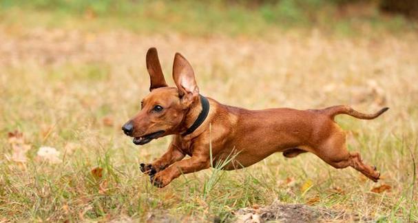 小鹿犬的价格调查及市场行情分析（小鹿犬价格走势与购买要点）