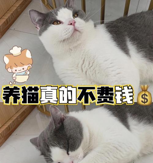 养猫需要花费多少？（北京养猫的费用分析及建议）