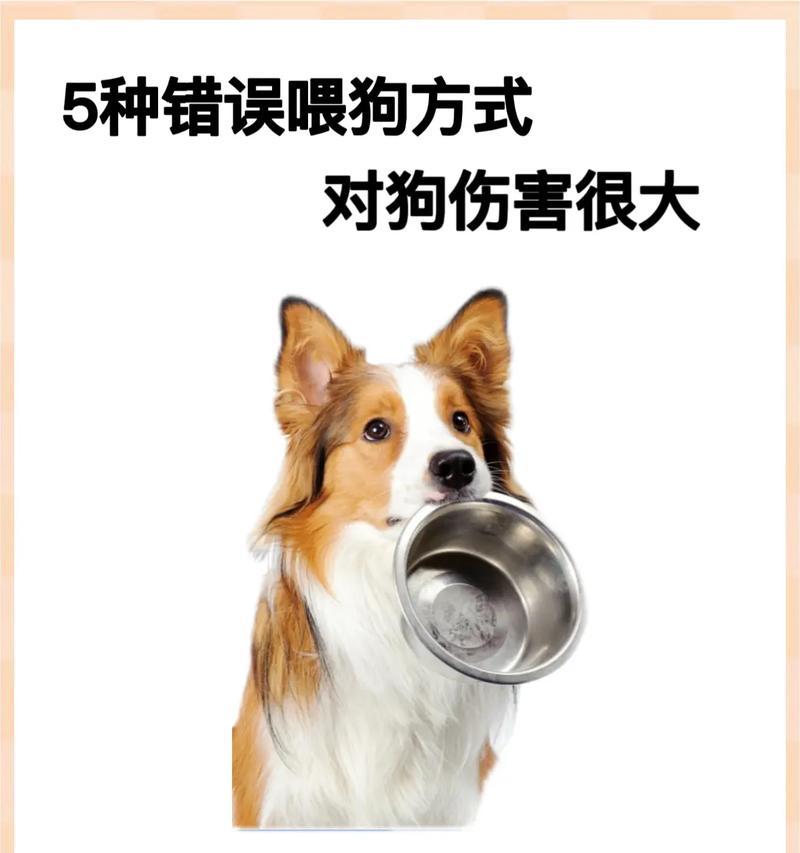 小心喂食！30种狗狗不能吃的食物（保护你的爱犬，远离这些食物的诱惑）