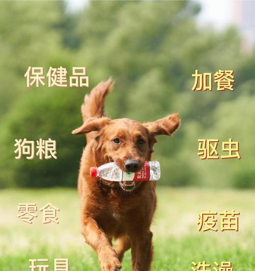 金毛犬价格调查（揭秘金毛犬价格背后的秘密，为你带来最详细的信息）