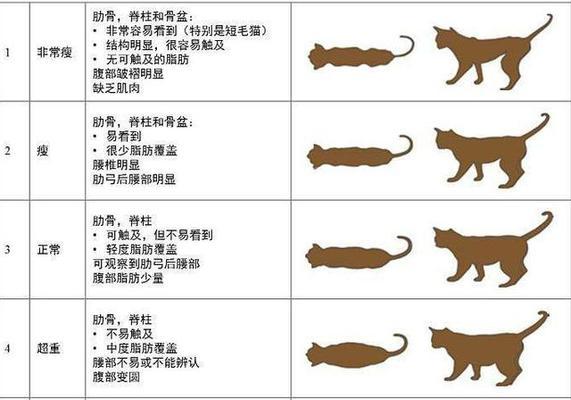 猫咪标准体重大揭秘！（这份体重年龄对照表，让你猫咪超重早知道）