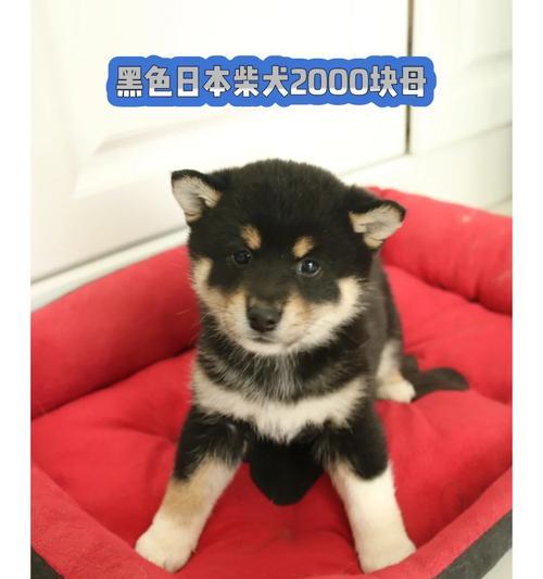 为什么黑柴比其他柴犬贵？（黑柴独特之处和市场需求）