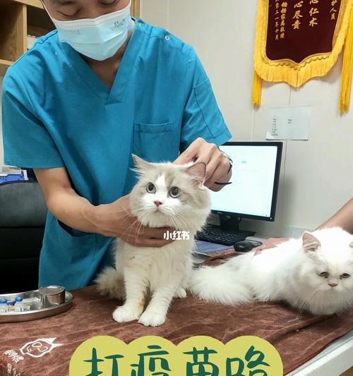 猫咪疫苗接种指南（了解猫咪必打的疫苗和接种次数，保护它们的健康）