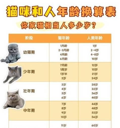 猫咪的年龄换算与寿命（揭秘猫咪年龄的神秘面纱，探寻它们的长寿之道）