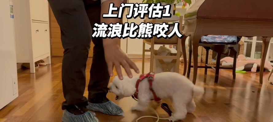 以长期这样喂食比熊犬，对它伤害很大（一种错误的喂养方式可能导致比熊犬健康受损）