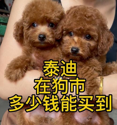 泰迪犬（了解纯种泰迪价格及如何分辨泰迪品种）