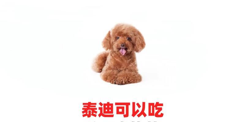 如何科学合理地喂养泰迪犬？（掌握泰迪犬的饮食量，让它健康快乐成长）