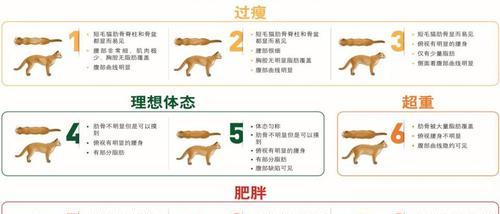 如何计算狗狗的理想体重和制定营养餐（狗狗太胖怎么办？制定健康饮食计划的关键步骤）