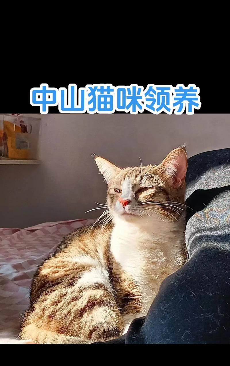 狸花猫（探讨狸花猫的价格、特点以及饲养技巧）