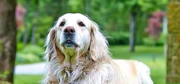 老年犬突然饮水量变大，身体出状况了吗？（了解老年犬的饮水习惯及变化原因）