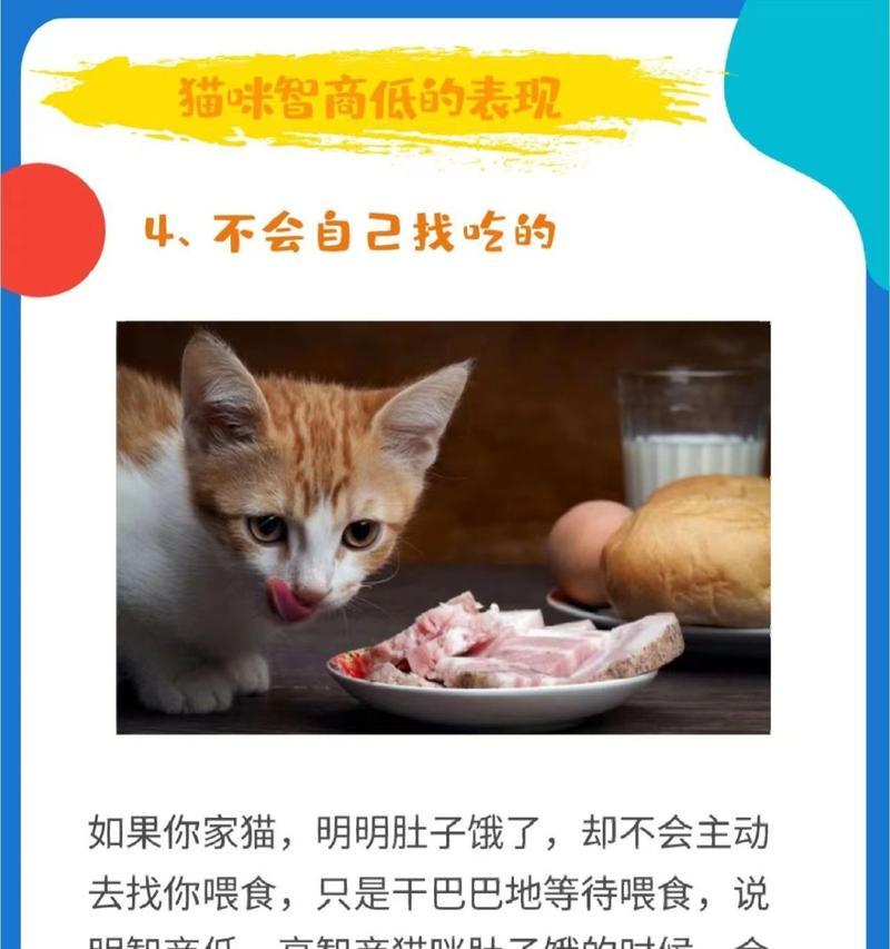 猫咪的智商到底有多高？（智力水平的衡量标准与你家猫咪的智商评估）