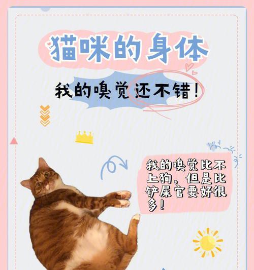 猫听力为人的3倍，为什么听不见你喊它？（探究猫听力的奥秘和对声音的敏感程度）