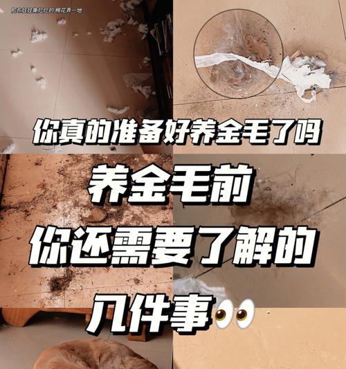 养金毛很烧钱？如何用对方法省钱养金毛（金毛养护要点及经济实惠的养育方式）