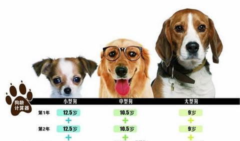 狗狗的不同年龄阶段及如何照顾（了解年龄阶段有助于更好地照顾你的宠物）